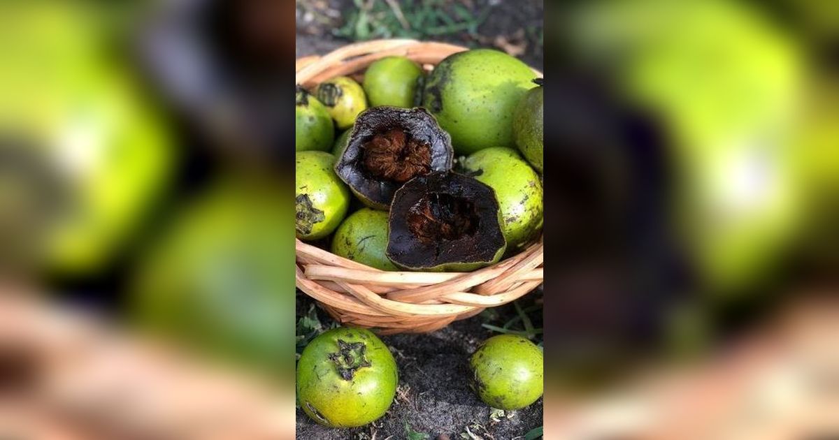 Mengunjungi Kampung Coklat Blitar, Ada Buah Langka asal Meksiko Rasanya seperti Puding Cokelat