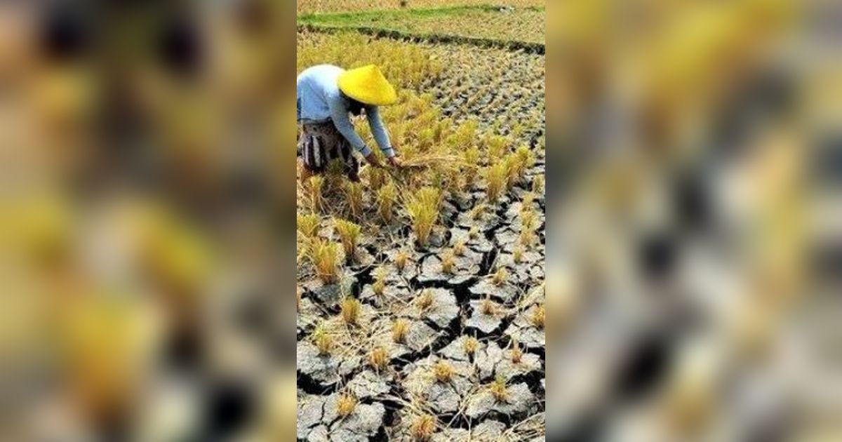 Rawan Terdampak El Nino, Pemprov Jateng Lakukan Intervensi Ini