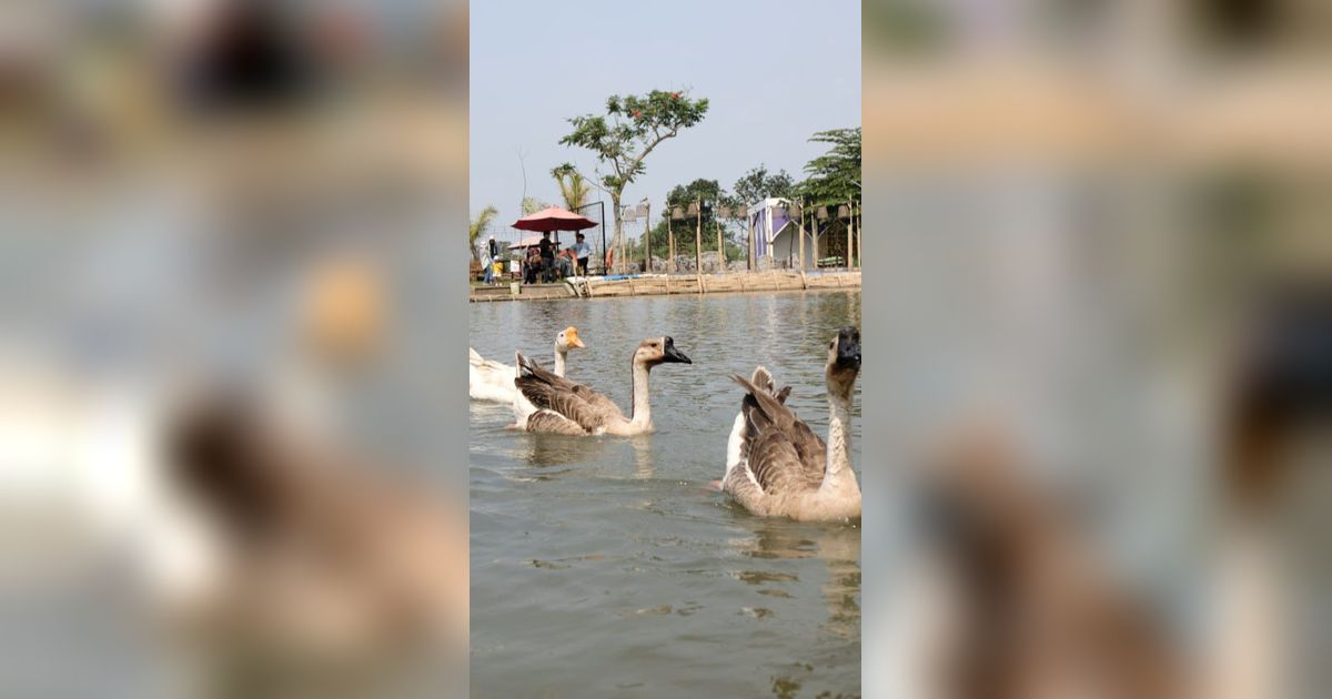 Healing Bareng Keluarga di Tepi Kota Bandung, Cukup Bayar Rp10 Ribu Bisa Berkuda