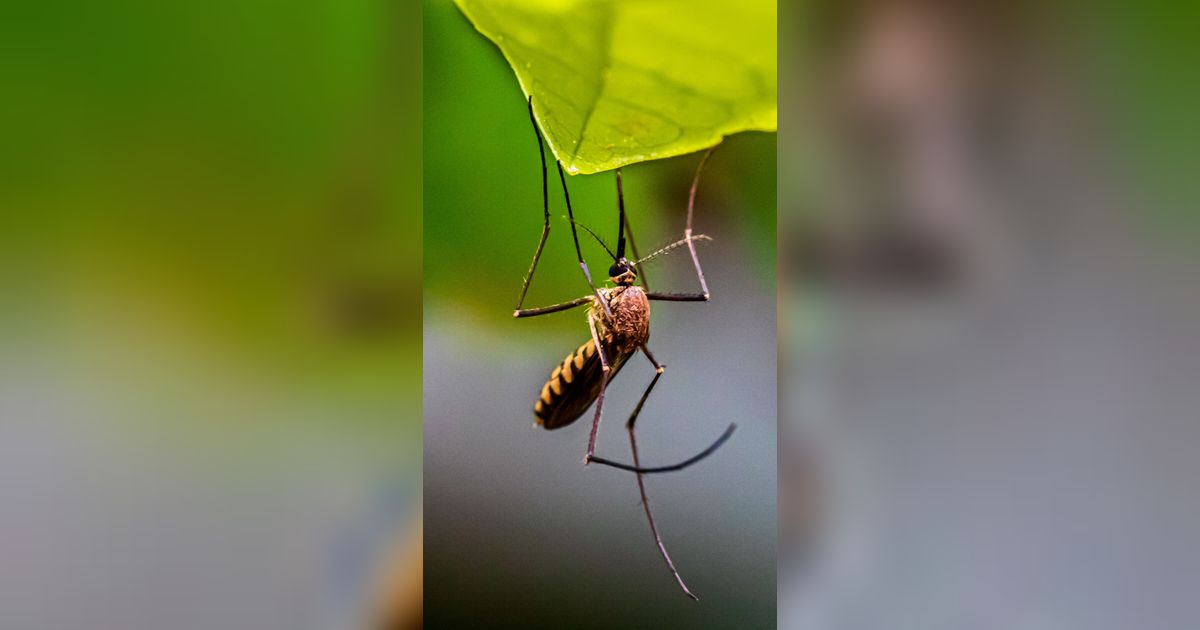 Untung Rugi Jika Nyamuk Punah dari Muka Bumi