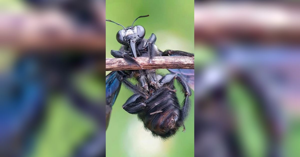 Black Soldier Fly Solusi Sampah Sisa Makanan