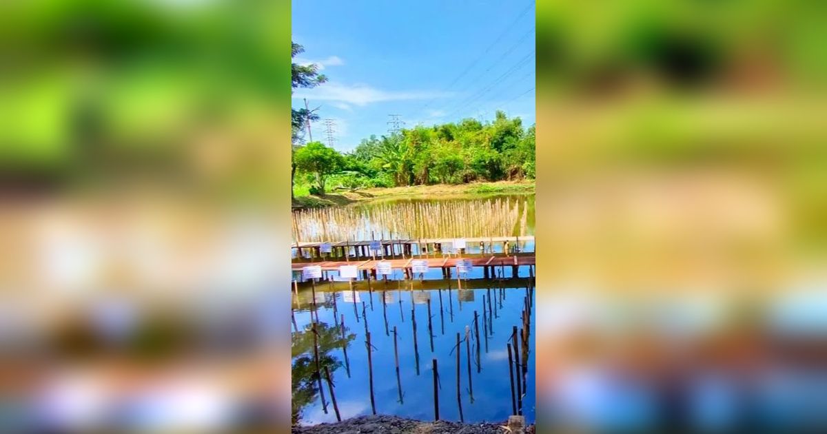 Melestarikan Hutan Mangrove di Pesisir Jakarta