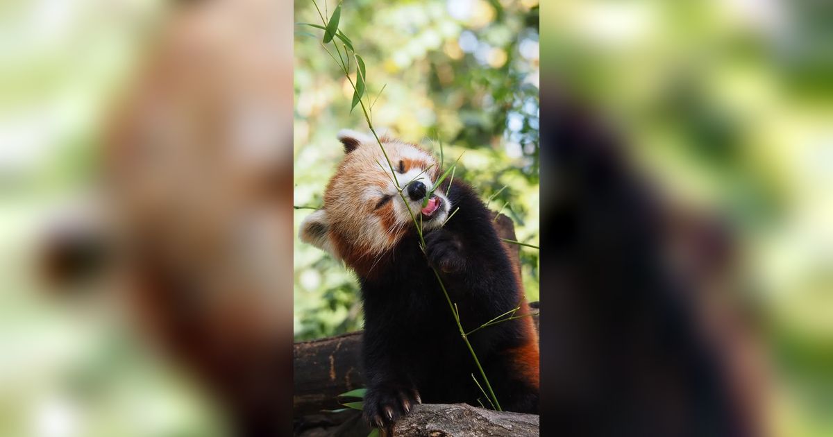 Si Imut Panda Merah