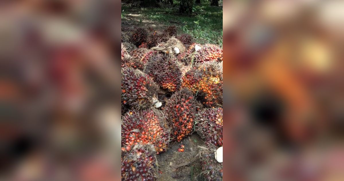 Kemenkop UKM Gandeng RSPO Kembangkan Koperasi Petani Sawit di Indonesia