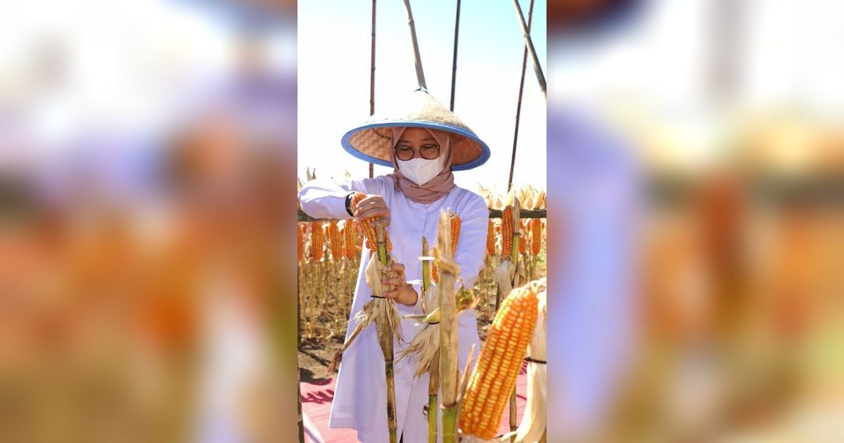 Jadi Lumbung Jagung Jawa Timur, Banyuwangi Mampu Pasok 250 Ribu Ton