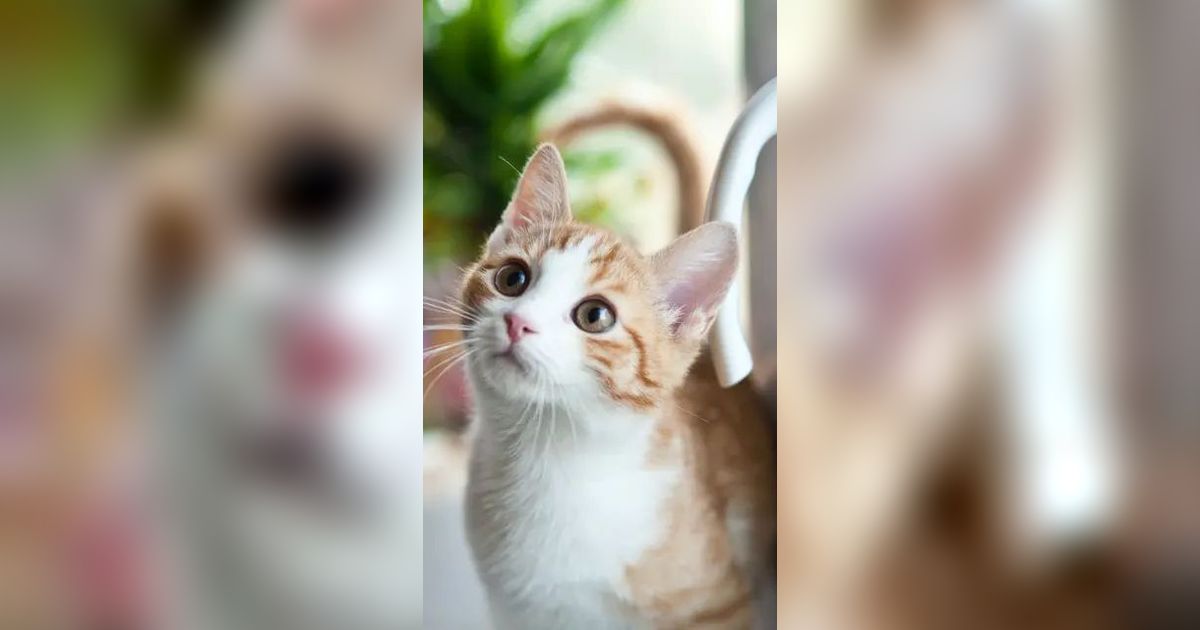 Polisi Turun Tangan Usut 21 Kucing di Sunter Mati Mendadak: Gejala Awal Kejang-Kejang