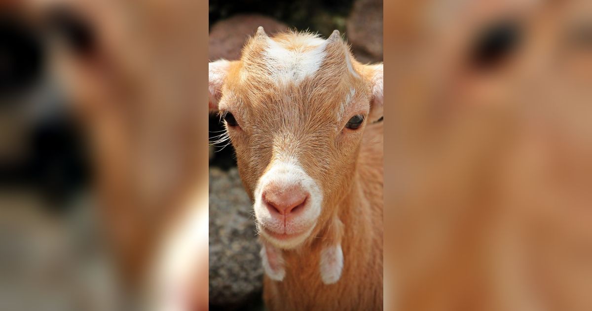 Tak Ada Kambing Peliharaan di Baduy, Ternyata Ini Alasan di Baliknya