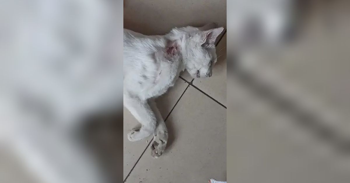 Pemprov DKI Cek Sampel Puluhan Kucing Mati Mendadak di Sunter, Hasilnya Keluar Jumat Besok
