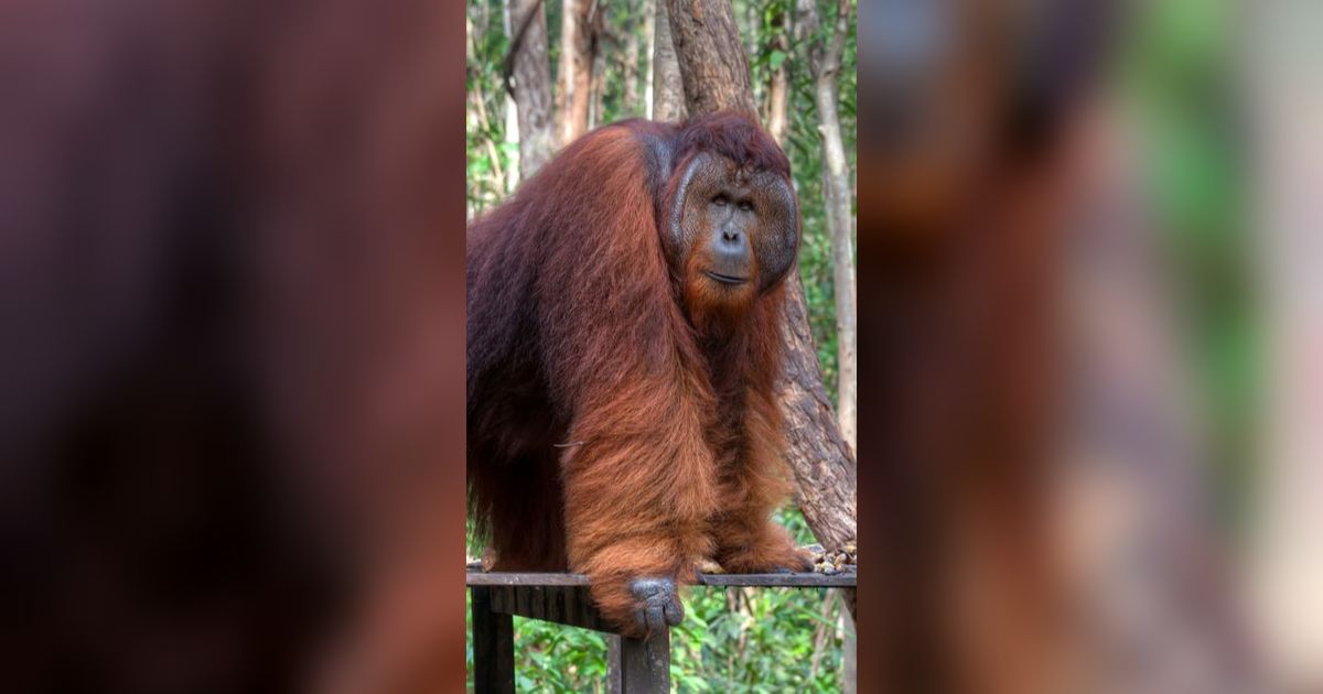 Kerabat Dekat Bigfoot Akhirnya Ditemukan, Dulu Ada di Asia Tenggara