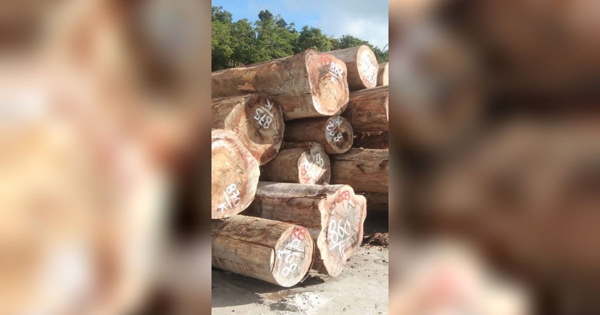 Sengketa Tahan Ulayat di Balik Penyitaan Ribuan Kubik Kayu di Hutan Mentawai