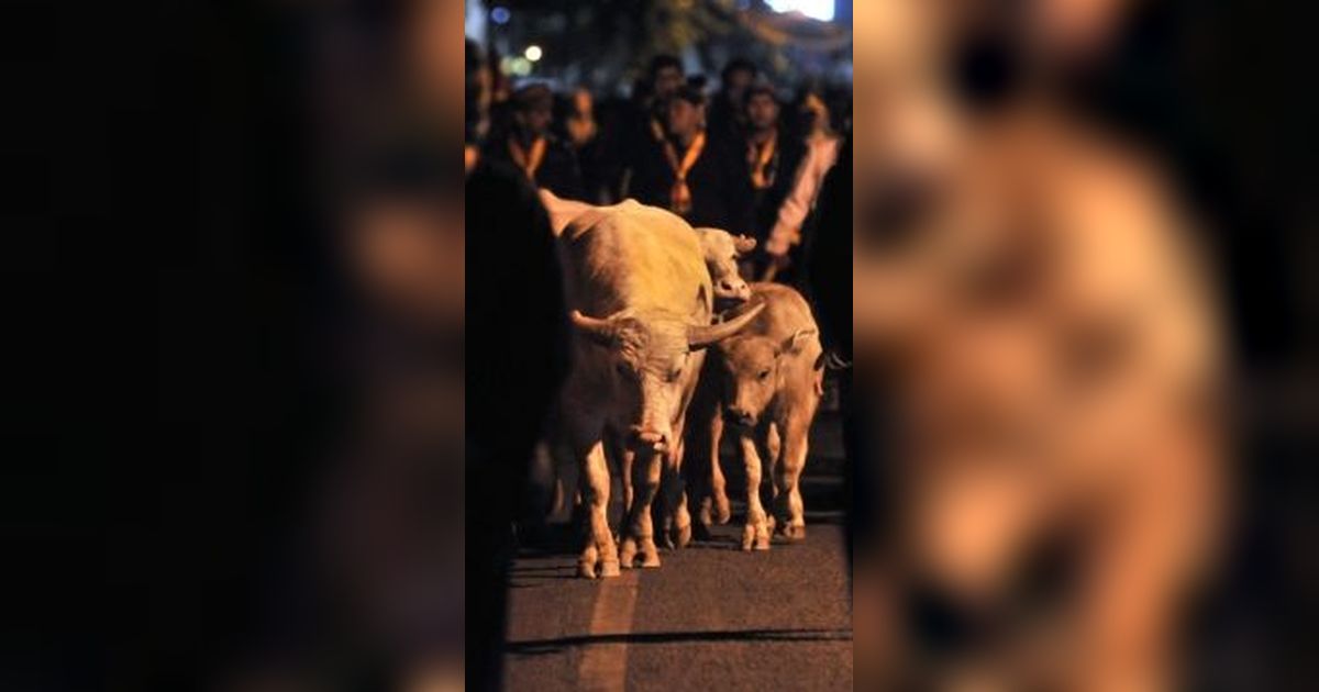 Sejarah Kirab Kebo Bule pada Malam 1 Suro, Diyakini Bawa Berkah