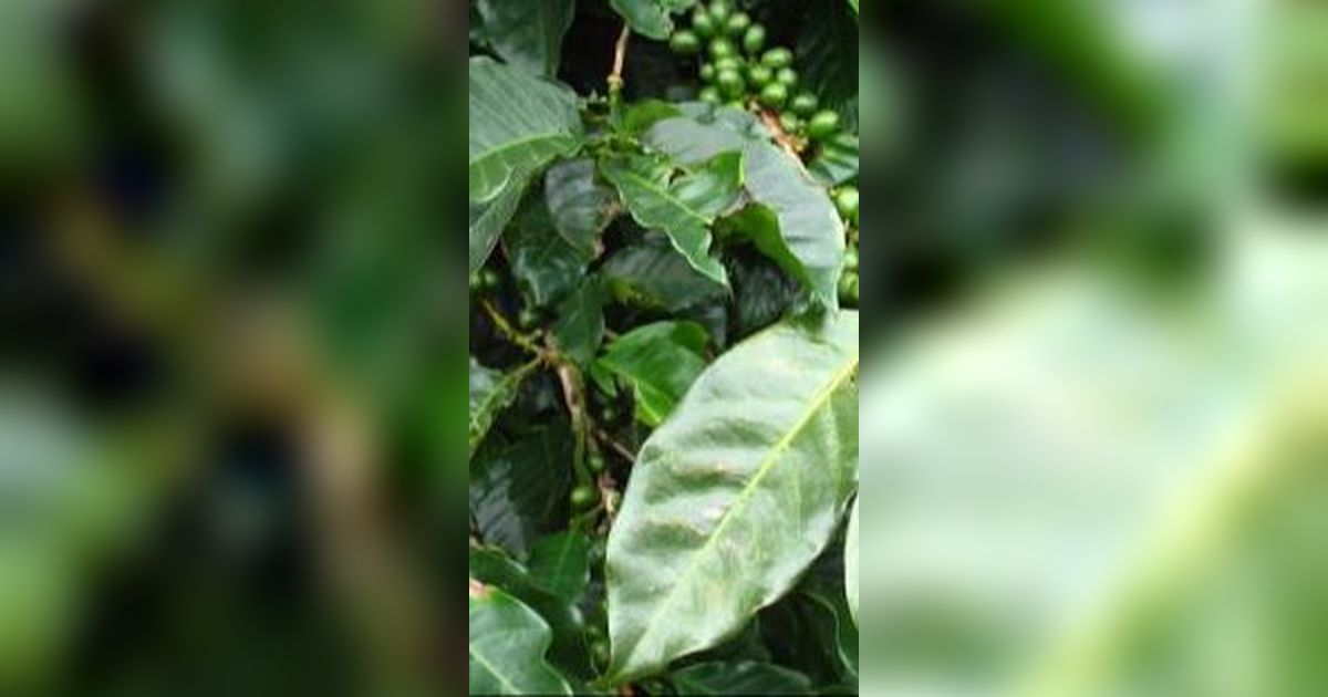 Menyeruput Kopi Kawa Daun, Cita Rasa Olahan Daun Kopi Khas Sumatra Barat