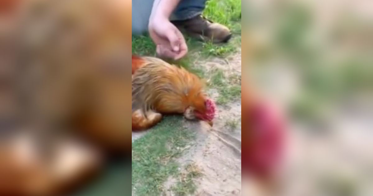 Ramai Video Hipnotis Seekor Ayam, Ilmuwan Jelaskan Bukan Kekuatan Gaib