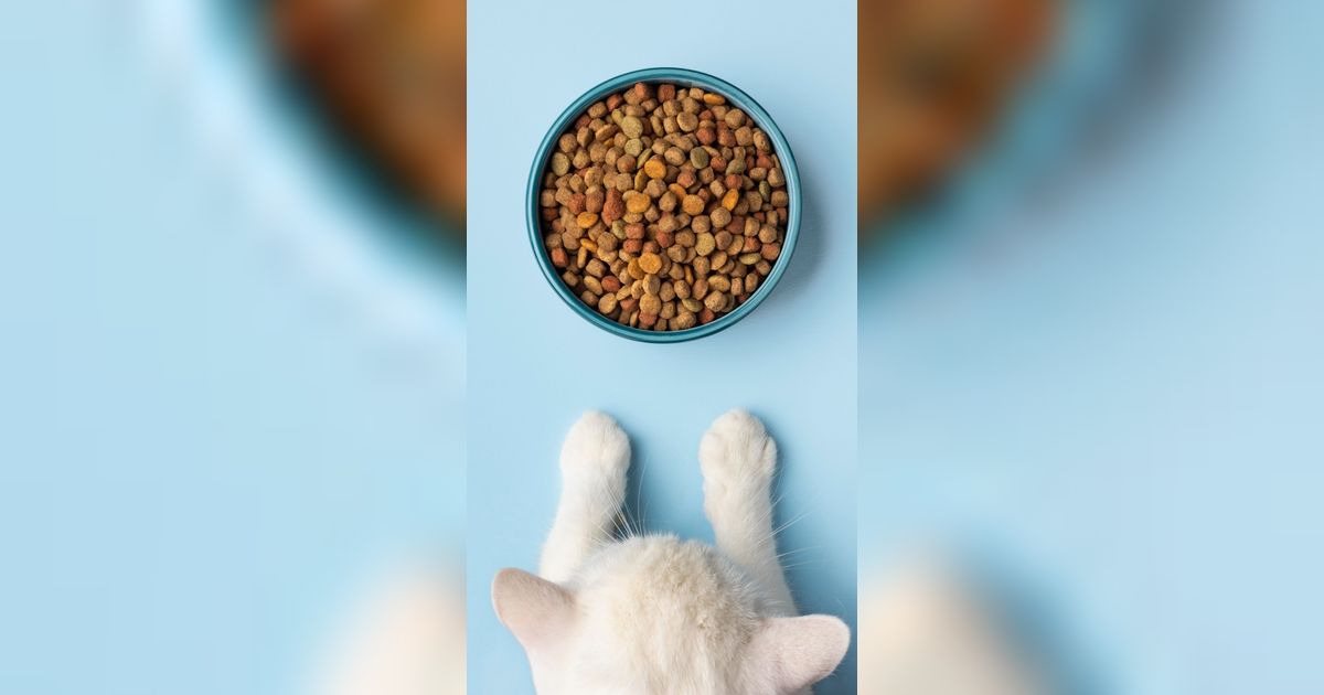 Keuntungan Jual Makanan Kucing, Konsumennya Banyak dan Tidak Mudah Basi