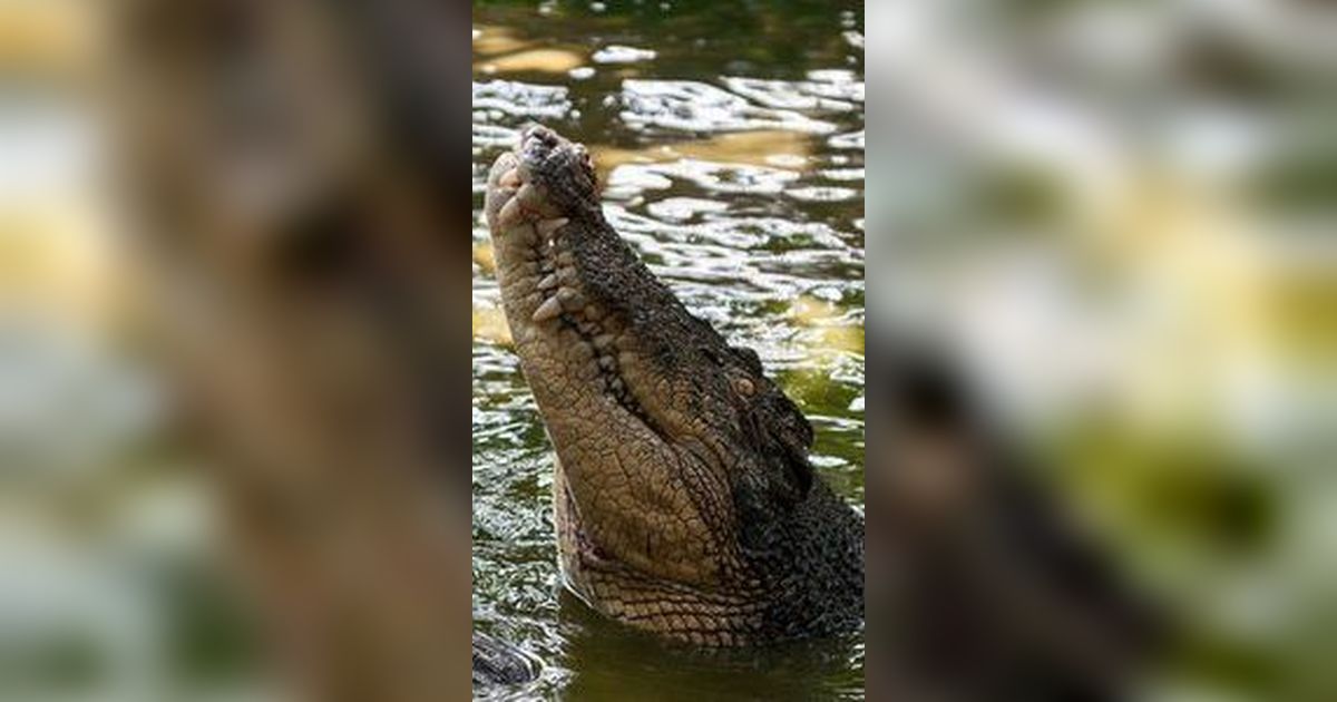 Dua Pemuda Diterkam Buaya saat Cari Kerang di Sungai Cilemer, Begini Kronologinya