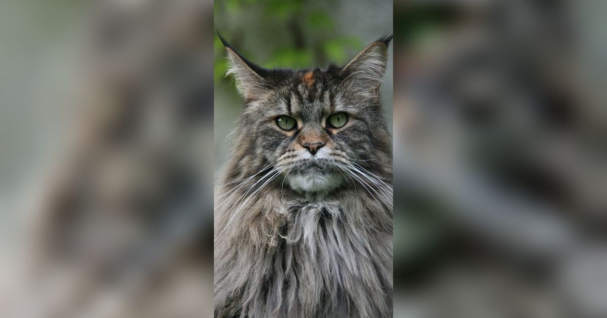 5 Interesting Facts About Maine Coon Cats That Will Surprise You ...