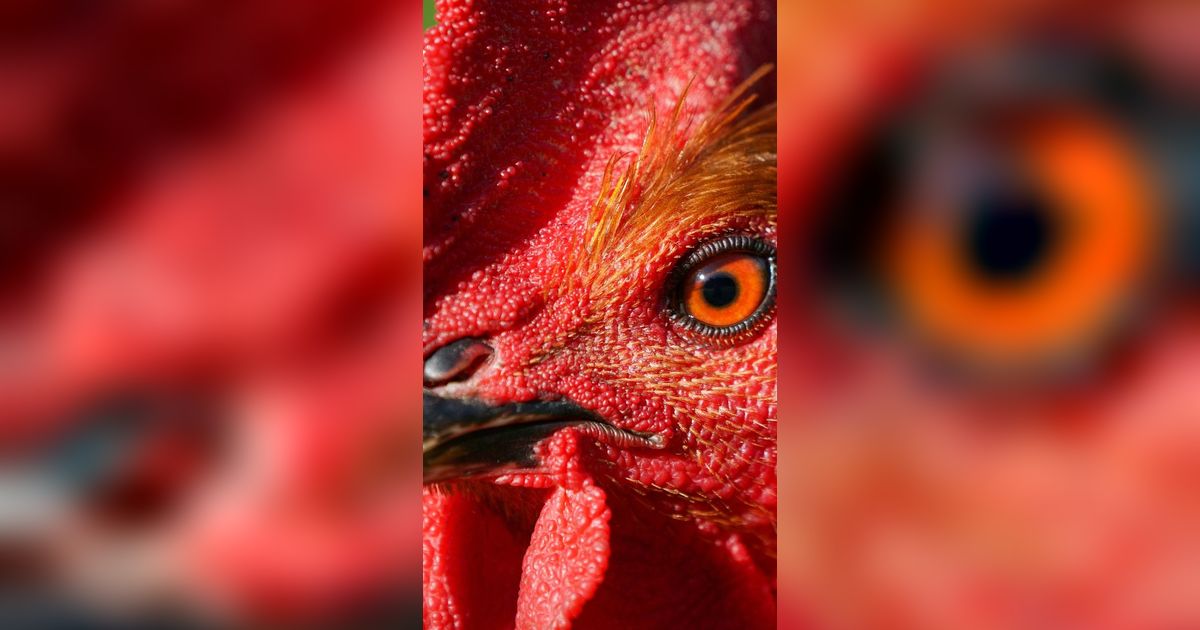 Ayam Hias Bikin Warga Bogor Panen Cuan, Sebulan Bisa Kantongi Puluhan Juta