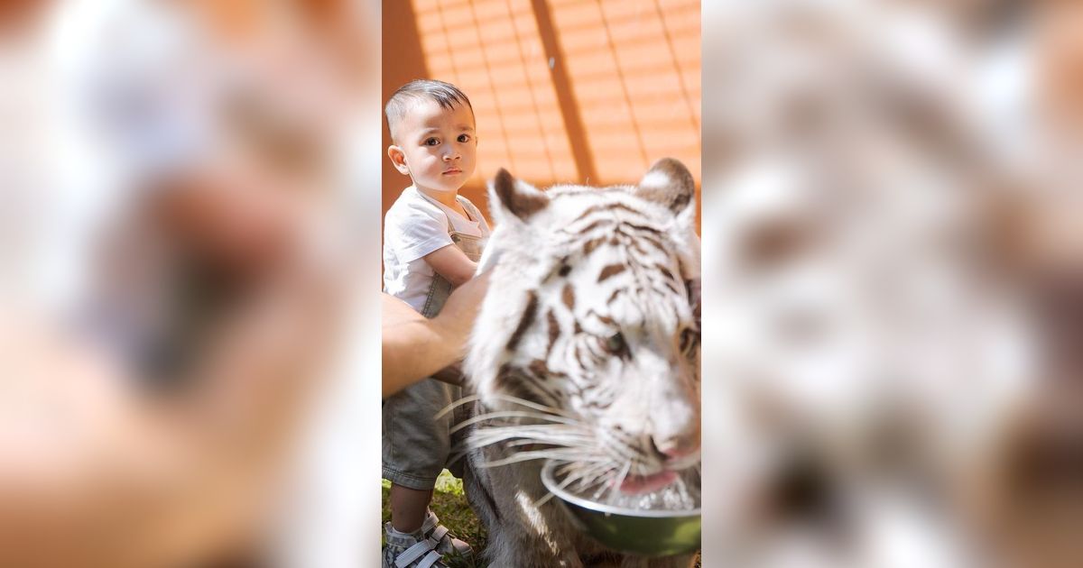 Bayi Pemberani, Ini Momen Rayyanza Masuk Kandang dan Pegang Selen Harimau Putih Alshad Ahmad