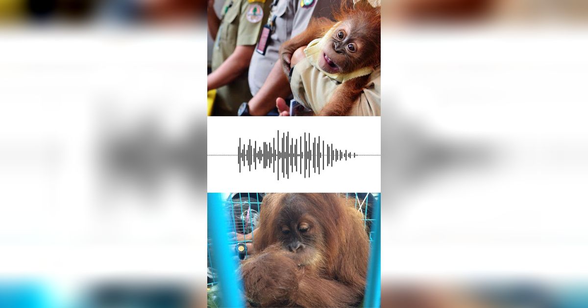 Coba Dengarkan Suara Orang Utan Jika Terlibat Perselisihan, Mirip Bunyi Apa?