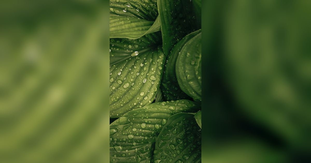 Fungsi Stomata Pada Daun, Bantu Proses Fotosintesis