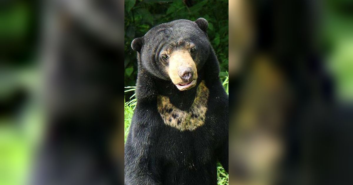 Bertarung Lawan Beruang, Pria Jambi Terluka Parah dengan 300 Jahitan di Kepala