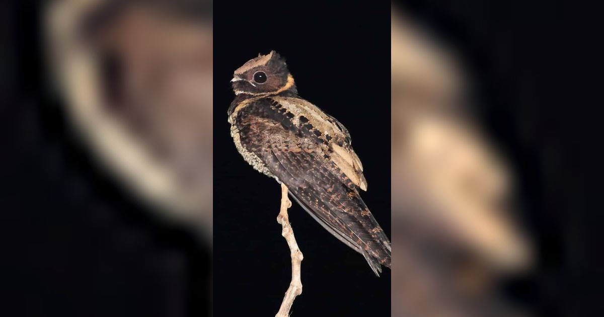 Burung Misterius Mirip Naga Ini Hanya Terbang Malam Hari, Sayapnya Panjang dan Runcing