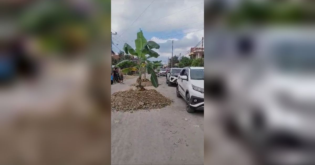 Protes Jalan Rusak, Warga Tanam Pohon Pisang