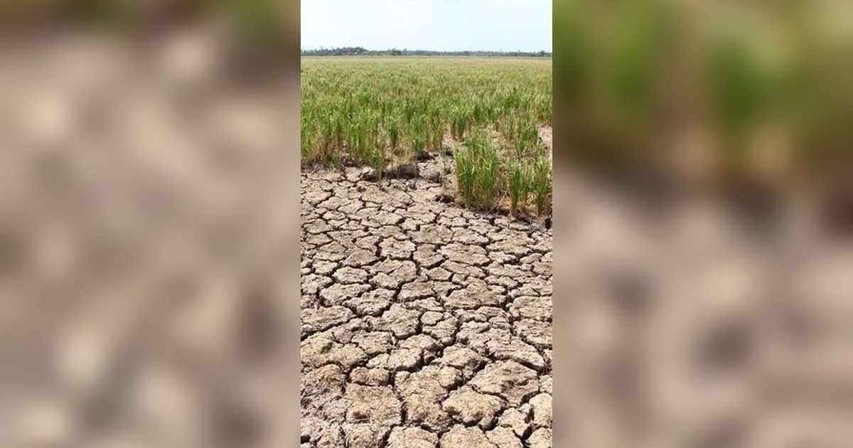 Sumbar Tak Kena Dampak Serius El Nino, Tetapi Curah Hujan Menurun Drastis