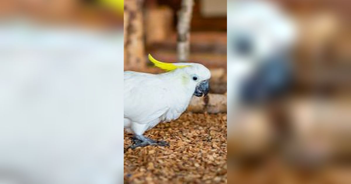 25 Burung Langka Dilepasliarkan ke Habitatnya di Papua dan Maluku