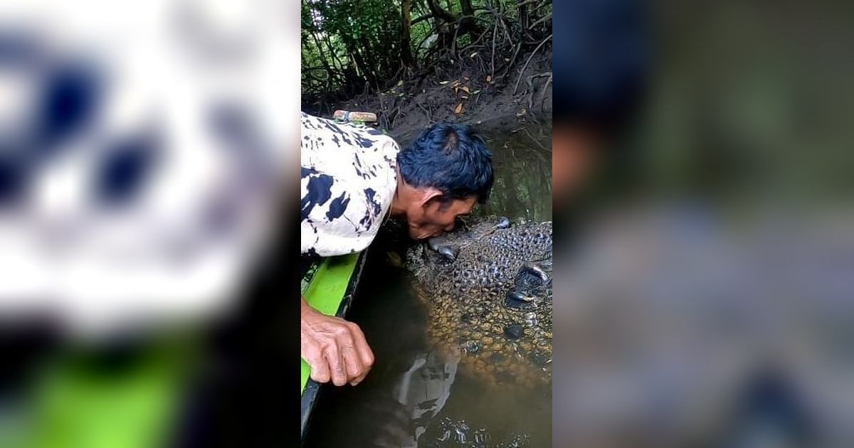 Keakraban Pak Ambo dengan Buaya di Bontang Saat Memberi Makan 'Sini Nak Cium dulu Papih'