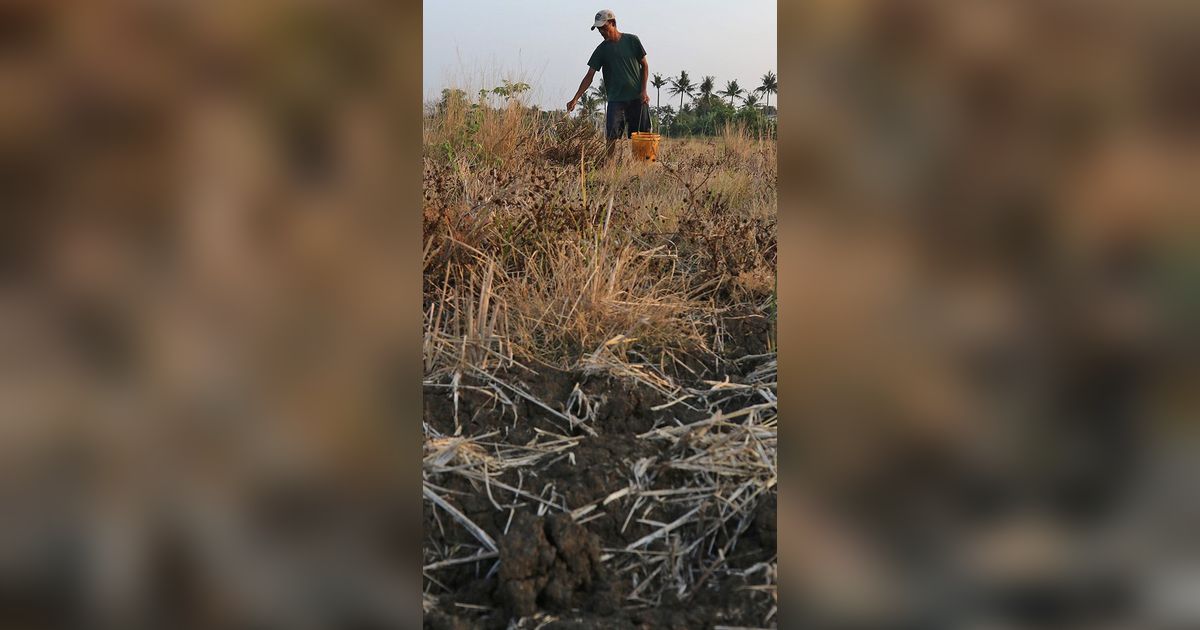 Alami Kekeringan, Petani Aceh Didorong Ikut AUTP