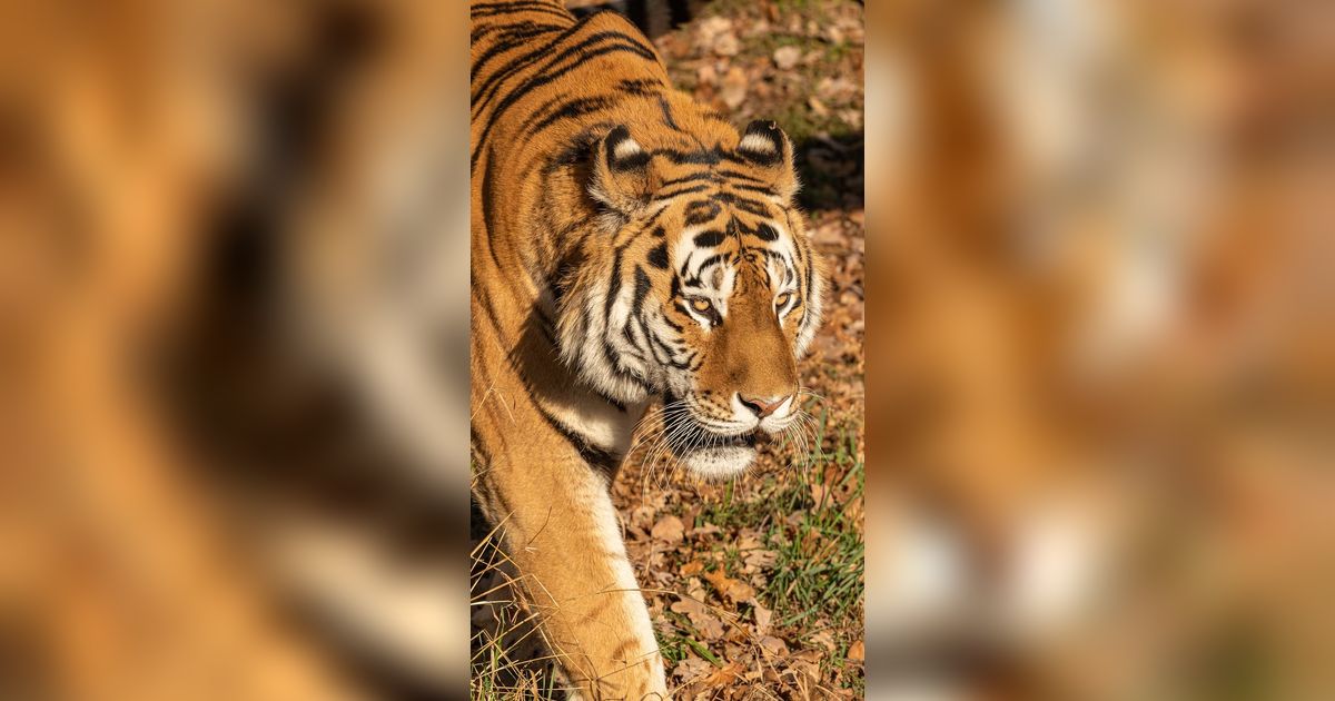29 Juli Memperingati Hari Harimau Internasional, Lindungi dari Kepunahan