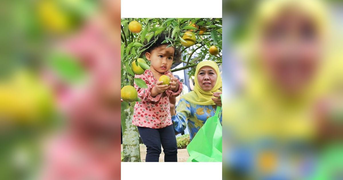 Potret Gemas Aila Cucu Gubernur Jatim, Selalu Ceria saat Diajak Petik Buah di Kebun