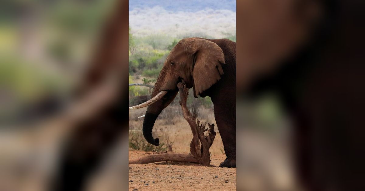 300.000 Tahun Lalu Nenek Moyang Manusia Hidup Bersama Gajah dan Badak di Pinggir Sungai