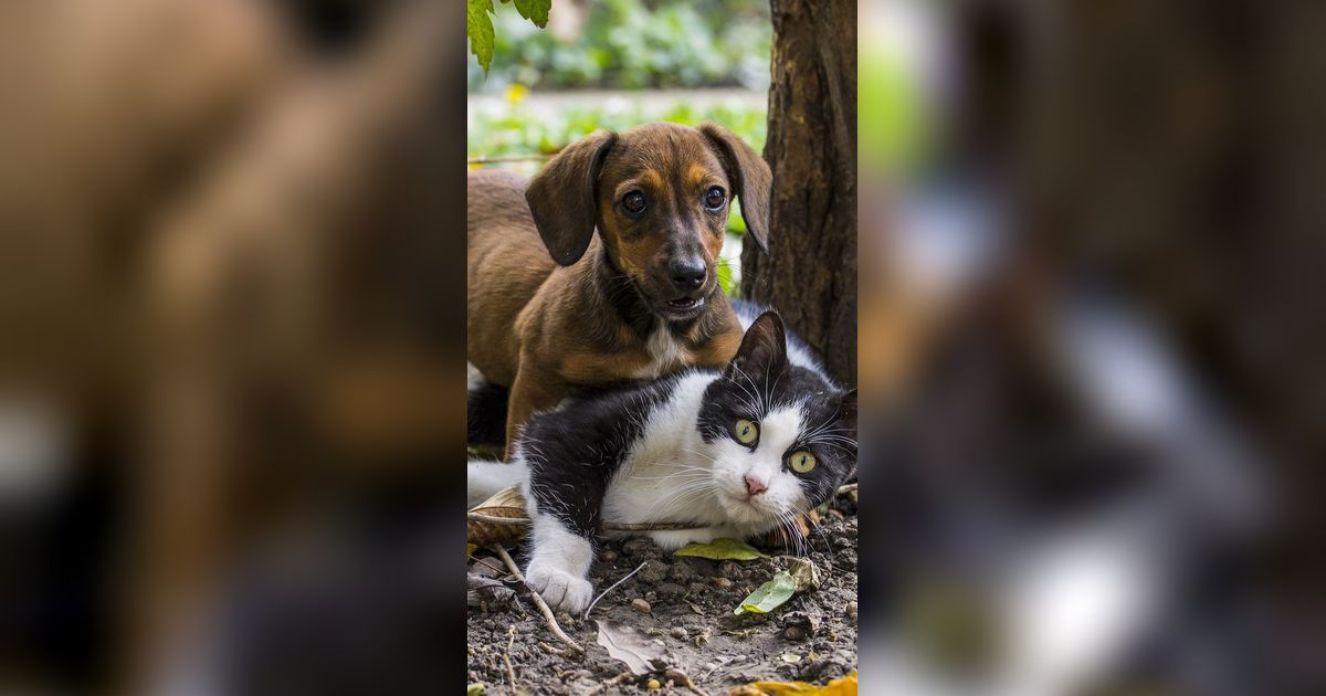 Apakah Anjing Lebih Cerdas dari Kucing? Peneliti Ungkap Fakta Dibaliknya