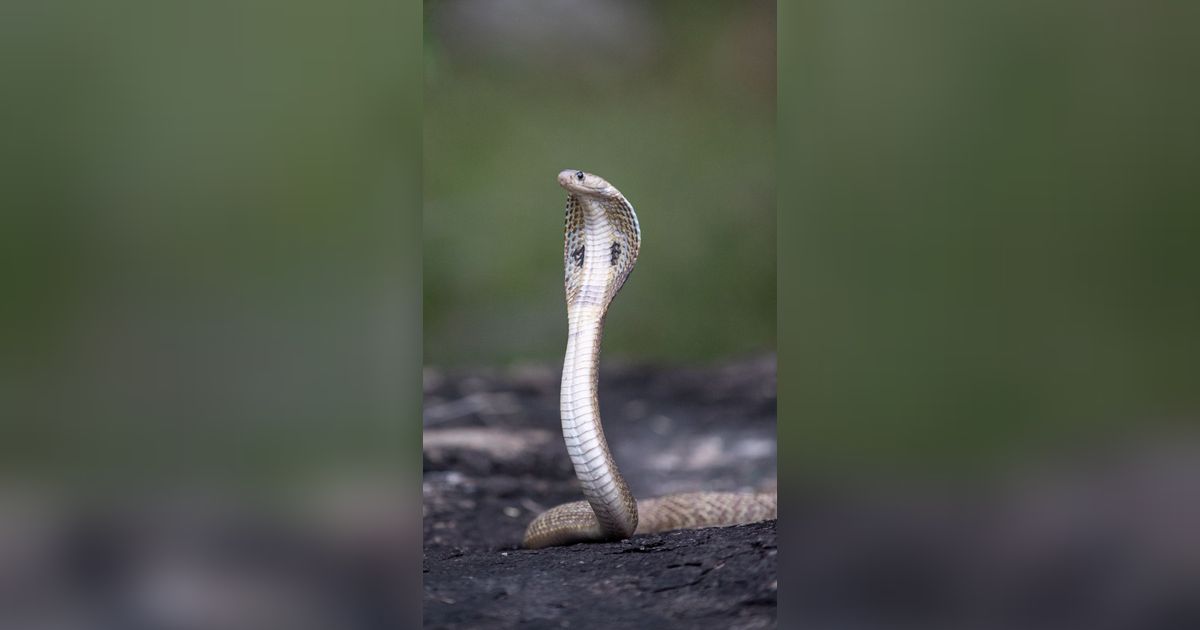 Viral Video Pengamen di Grobogan Dipatuk Ular Kobra saat Beraksi, Berujung Nyawa Melayang