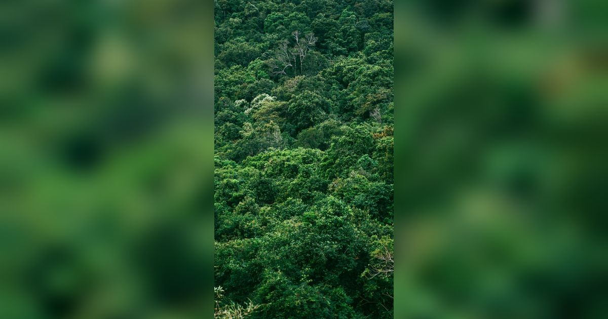 Sinar Laser Ungkap Kota Kuno Bangsa Maya Tersembunyi di Bawah Hutan, Ada Piramida dan Lapangan Bola
