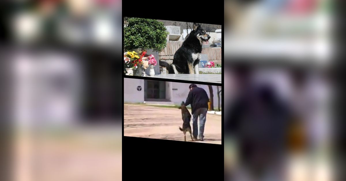 8 Anjing Setia seperti Hachiko, Tunggu Majikan yang Meninggal Bertahun-Tahun