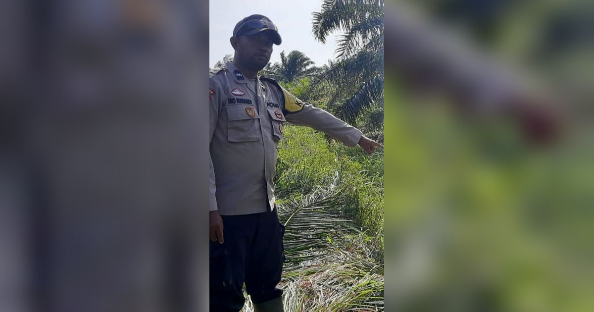 Cerita Seorang Buruh Sawit di Kalbar Berhasil Selamat dari Terkaman Buaya