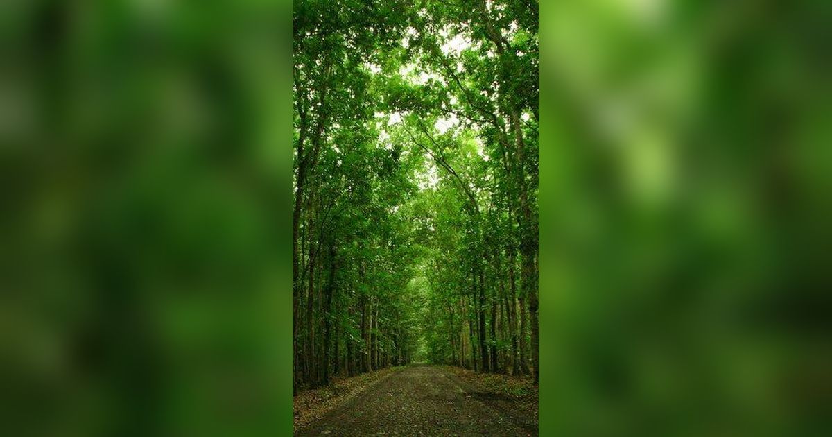 Kronologi Empat Warga Tersesat di Alas Purwo, Cari Air di Hutan Tak Tahu Jalan Keluar