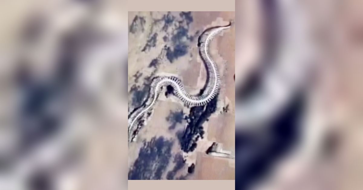 Kerangka Ular Raksasa Titanoboa yang Punah Terekam Google Maps, Ini Faktanya