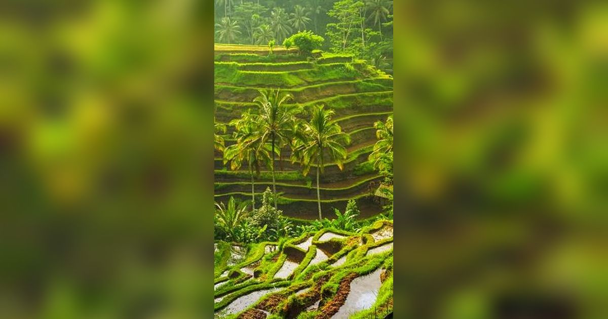 Reaksi Pemprov Bali, Filipina Comot Video Pemandangan Sawah di Ubud