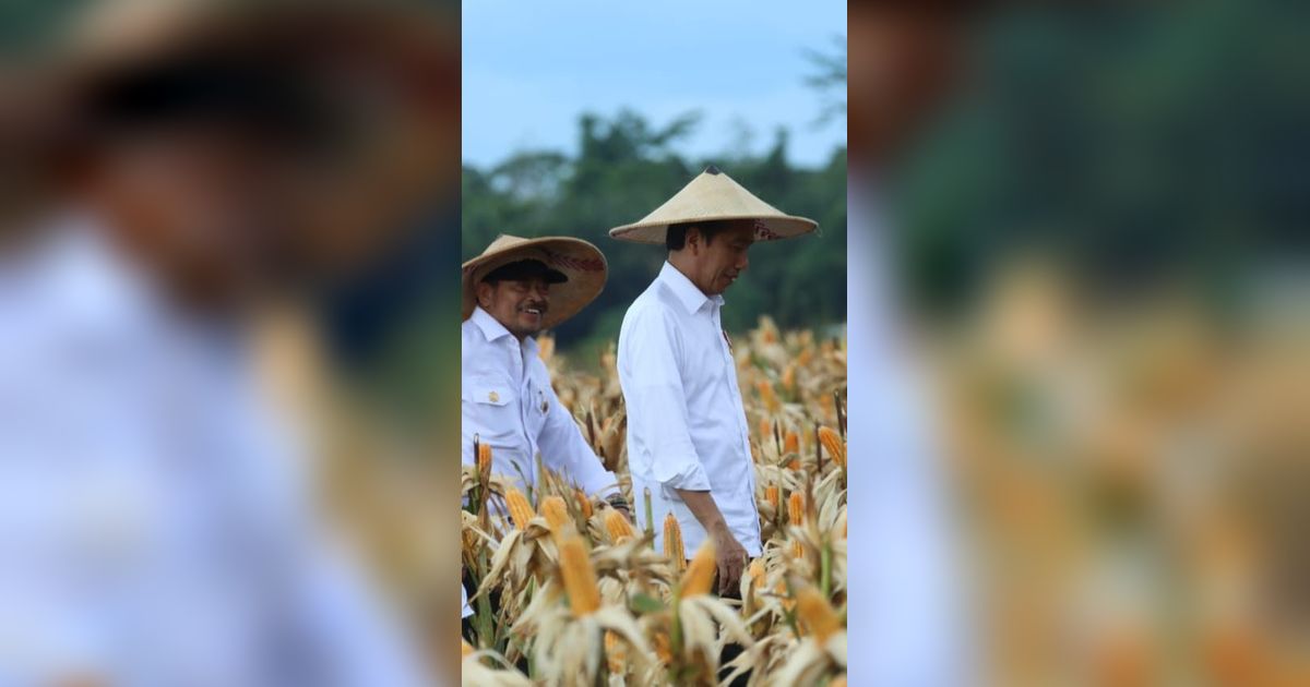 Jokowi Pastikan Program Food Estate Keerom Berkembang Baik