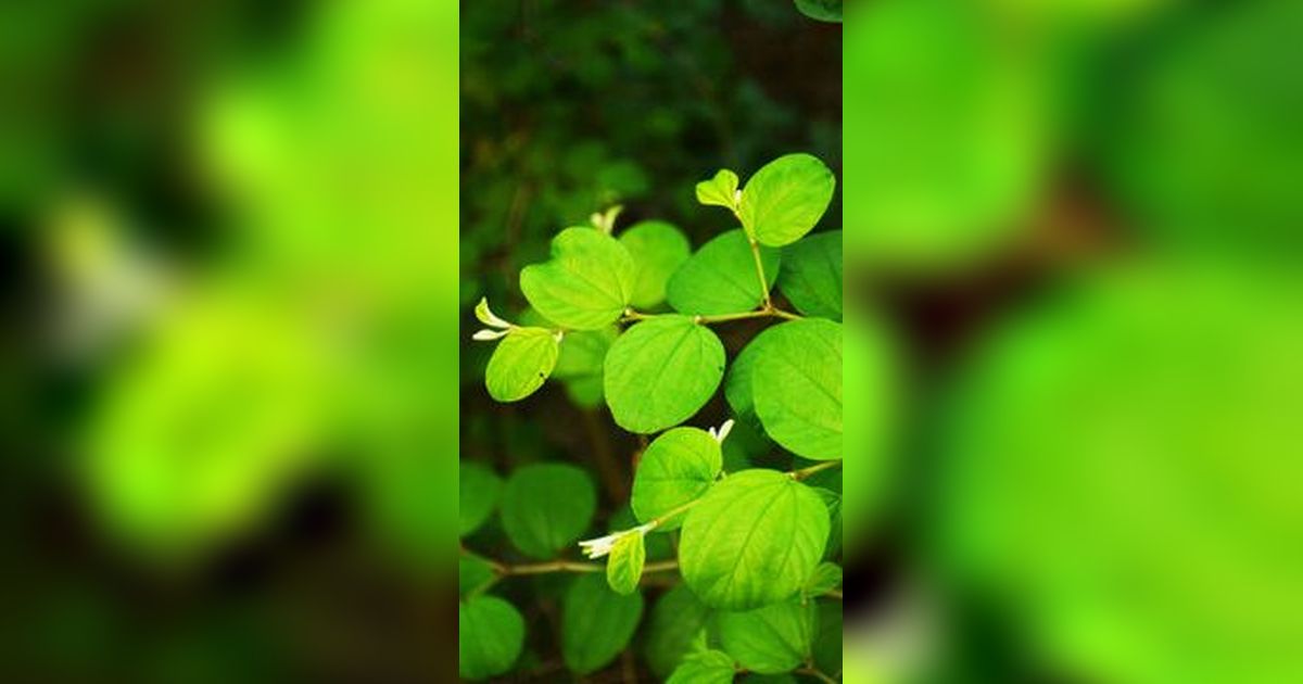 Khasiat Pohon Bidara untuk Kesehatan, Tawarkan Manfaat di Setiap Bagiannya
