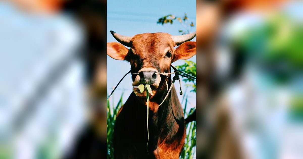 Kemenkes Sebut Pasien Antraks Tak Perlu Karantina, Ini Alasannya