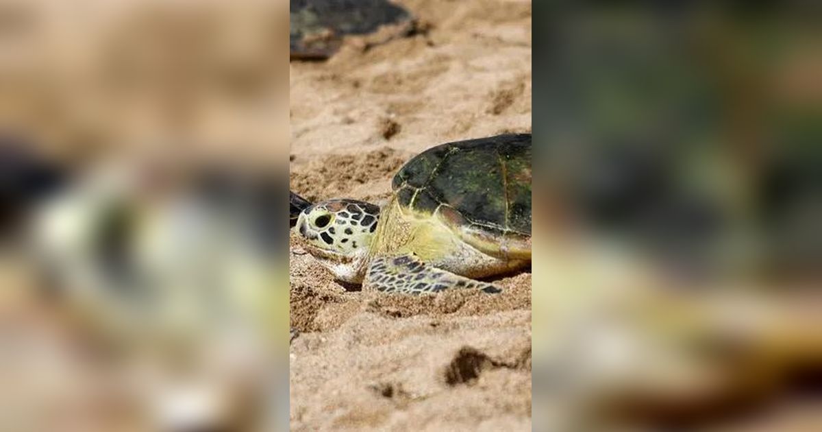 Eksotisme Pantai Sukamade, Tempat Bertelur Terbaik Penyu Raksasa Hindia dan Pasifik