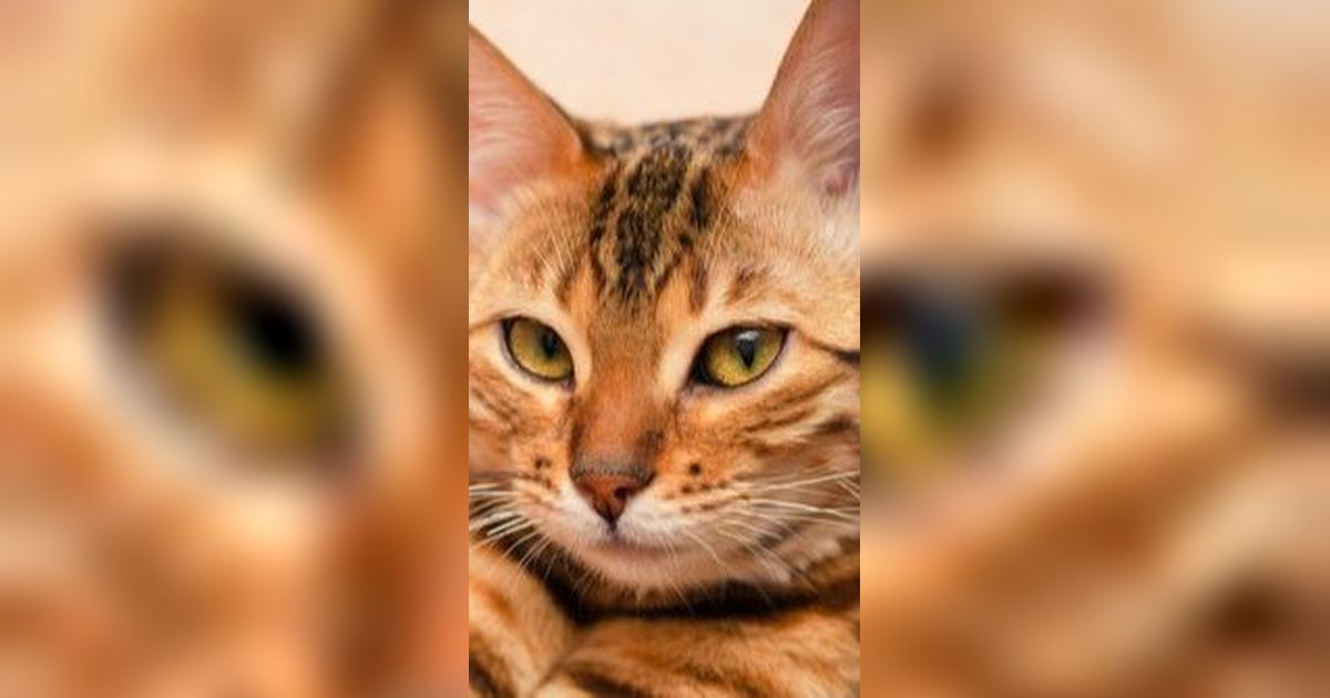 Penemuan Kucing Liar Berliur di Semarang Bikin Geger Warga, Wali Kota Beri Tanggapan Ini