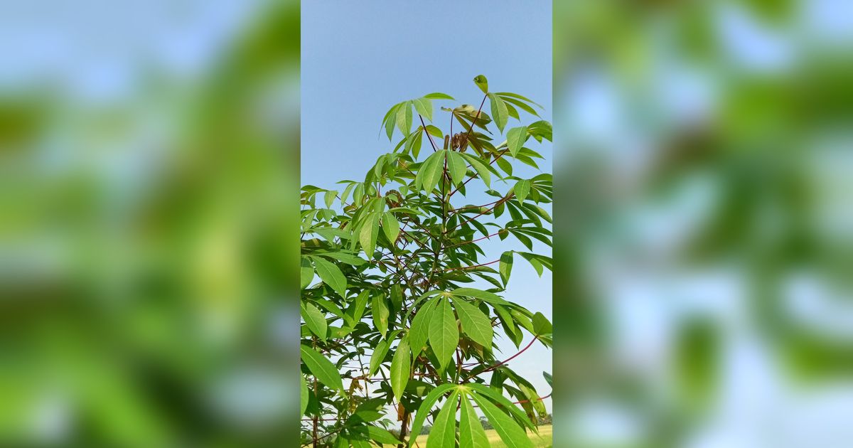 Cara Masak Daun Singkong Agar Empuk, Lengkap dengan Kreasi Olahannya