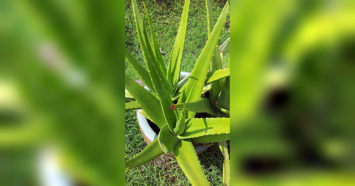 Manfaat Lidah Buaya untuk Muka, Melembapkan hingga Obati Jerawat