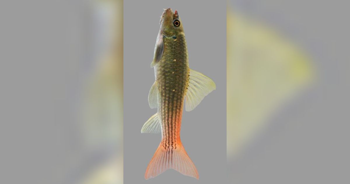 Ikan Hias Ini Sudah Beredar Sejak 2000, Tapi Ilmuwan Baru Tahu Jenis Spesiesnya